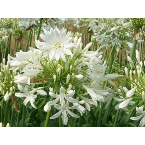 Agapanthus umbellatus Alba - Szerelemvirág