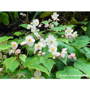 Begonia formosana - Begónia