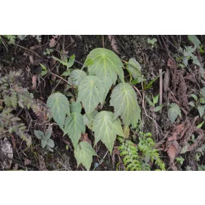 Begonia josephii - Begónia