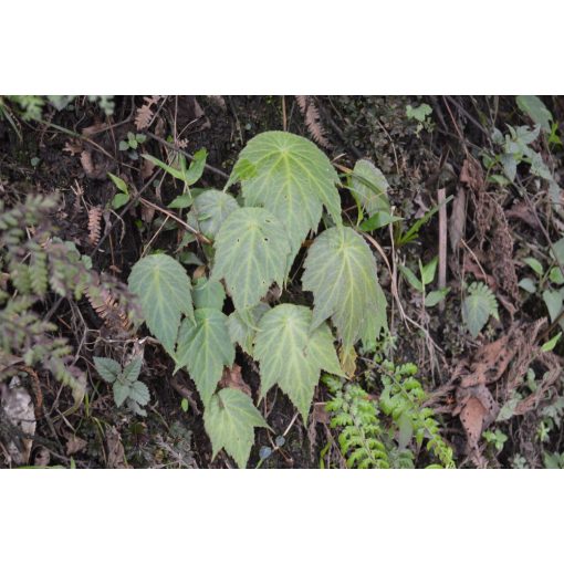 Begonia josephii - Begónia