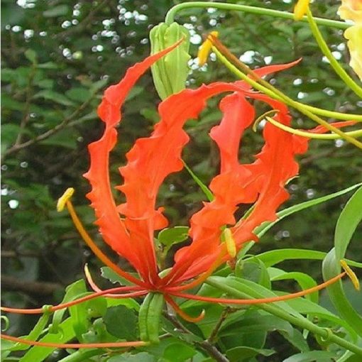 Gloriosa plantii - Koronásliliom