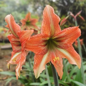 Hippeastrum Bengal Tiger - Amarillisz