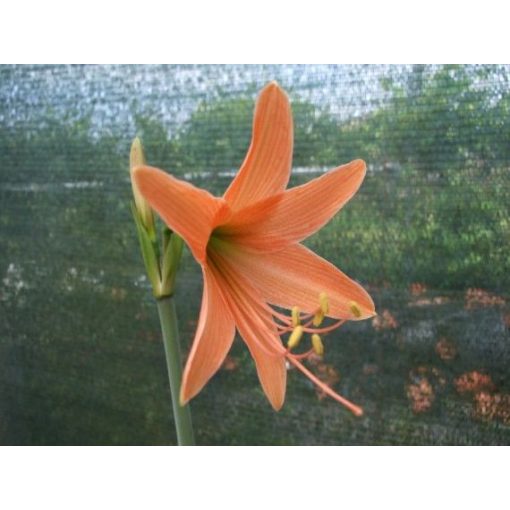 Hippeastrum roseum - Amarillisz