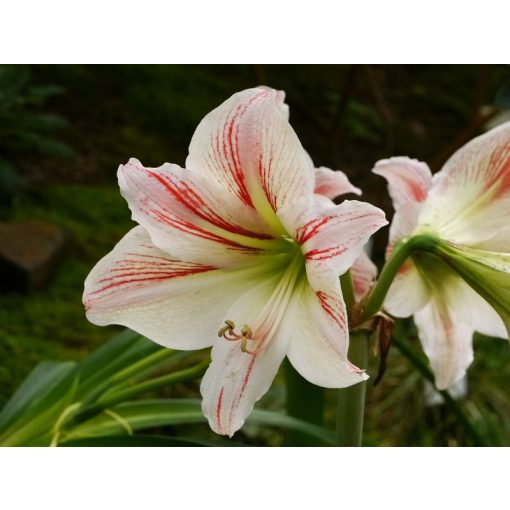 Hippeastrum vittatum - Amarillisz