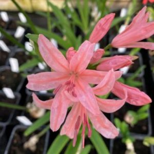 Nerine sarniensis Pamela