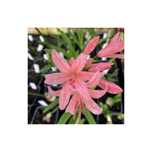 Nerine sarniensis Pamela