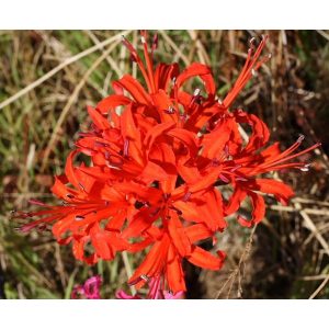 Nerine sarniensis Prince of Orange