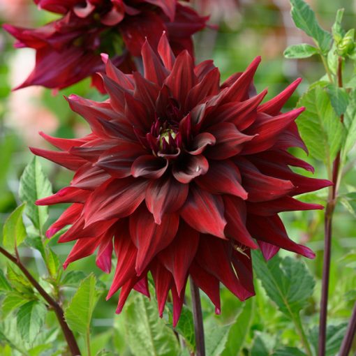 Dahlia Brigitta Alida - Dália