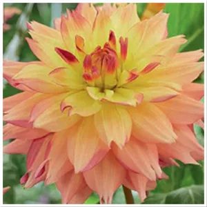 Dahlia Estimate - Dália