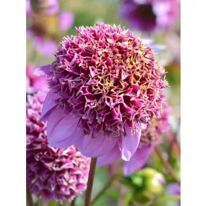 Dahlia Fenna Baaij - Dália