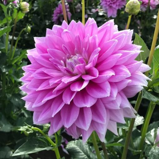 Dahlia Ferncliff Inspiration - Dália