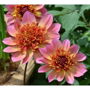 Dahlia Floorinoor - Dália