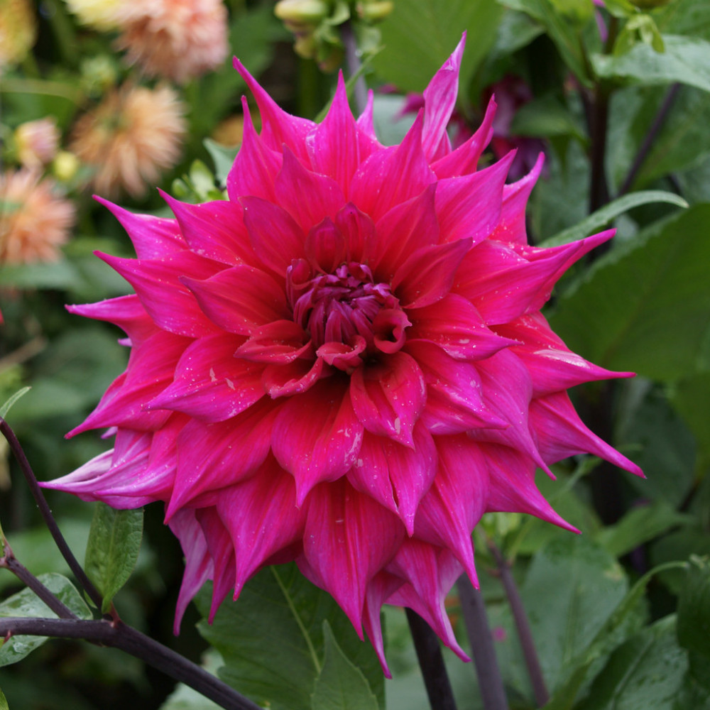 Dahlia Jocondo (I.) - Dália - Királykert - Virághagyma rende