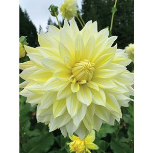 Dahlia La Luna - Dália