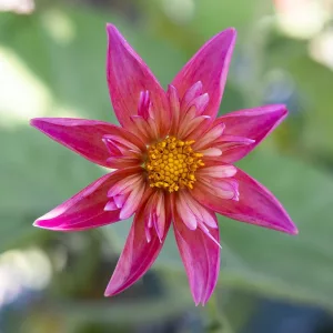 Dahlia Pepita Pink - Dália