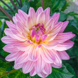 Dahlia Pink Magic - Dália
