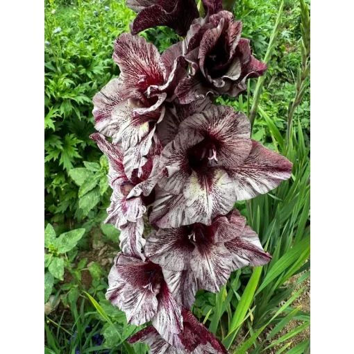 Gladiolus Daneb Exotics - Kardvirág