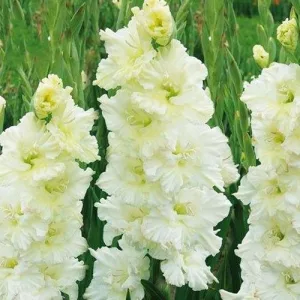 Gladiolus Sweet Crystal - Kardvirág