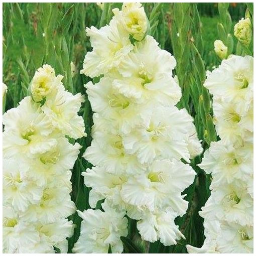 Gladiolus Sweet Crystal - Kardvirág