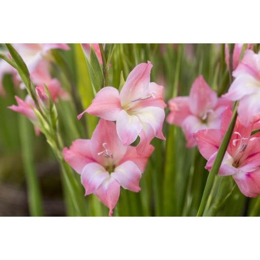 Gladiolus tubergenii Charming Beauty - Kardvirág