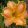 Hemerocallis Aliquippa - Sásliliom