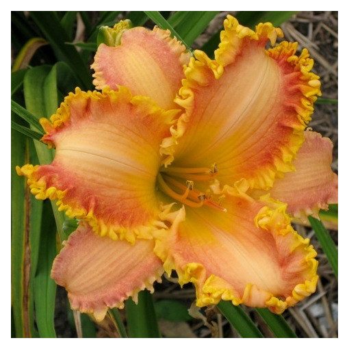 Hemerocallis Aliquippa - Sásliliom