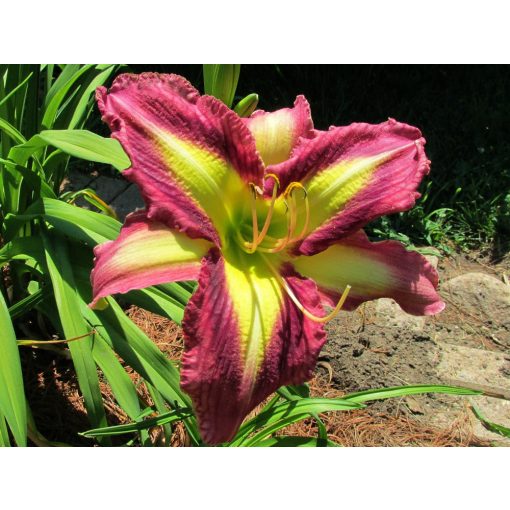 Hemerocallis Amethyst Prism - Sásliliom