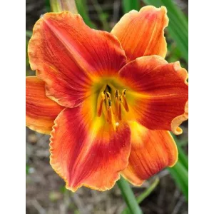 Hemerocallis Avant Garde - Sásliliom
