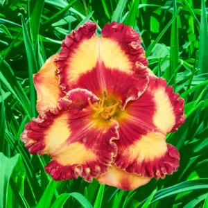 Hemerocallis Band of Fire - Sásliliom