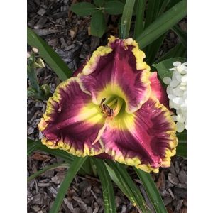 Hemerocallis Bella Notte - Sásliliom