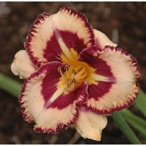 Hemerocallis Billy The Kid - Sásliliom