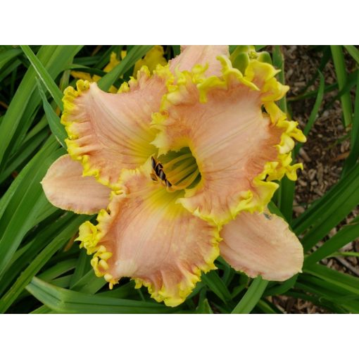 Hemerocallis Biting Pumpkins - Sásliliom