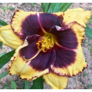 Hemerocallis Black Sheep - Sásliliom