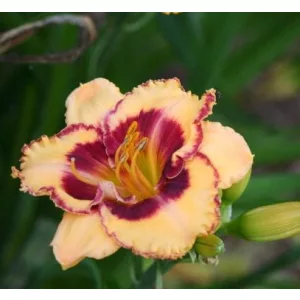 Hemerocallis Blonde Ambition - Sásliliom