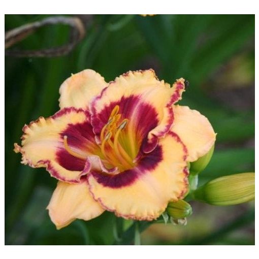 Hemerocallis Blonde Ambition - Sásliliom