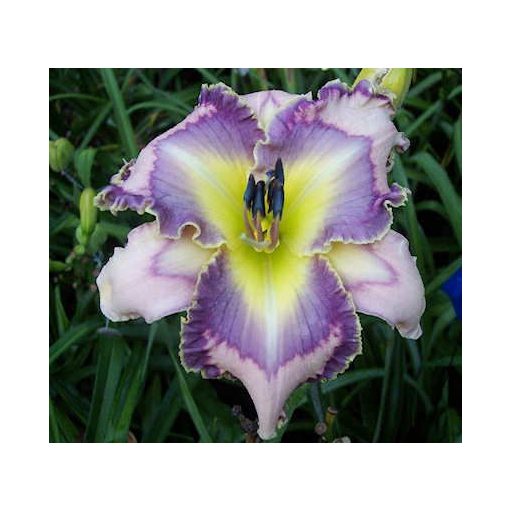 Hemerocallis Blue Diamond Mine - Sásliliom