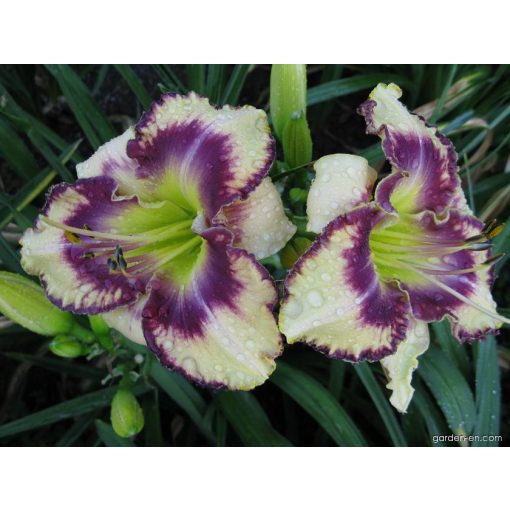 Hemerocallis Blue Hippo - Sásliliom