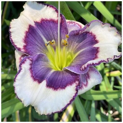 Hemerocallis Blue Jay Tapestry - Sásliliom