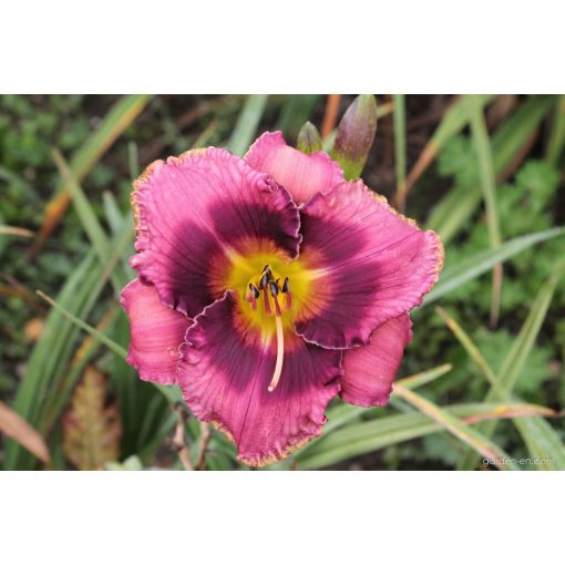 Hemerocallis Bold Vision - Sásliliom