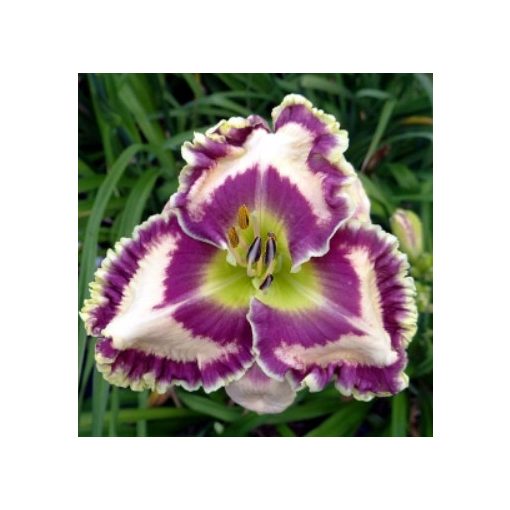 Hemerocallis Born to Be Wild - Sásliliom