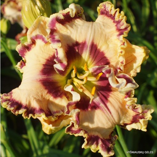 Hemerocallis Born to Be Wild - Sásliliom