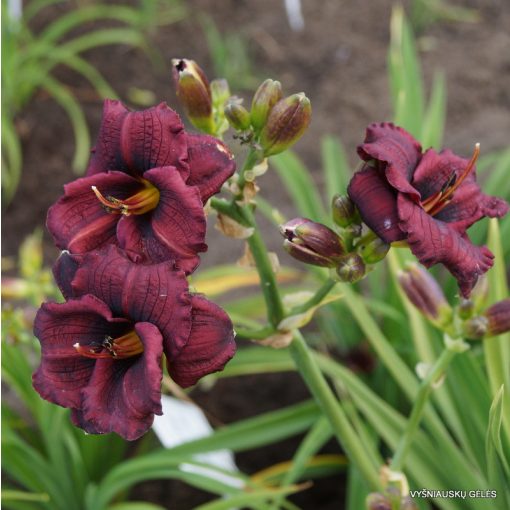 Hemerocallis Broadway Phantom - Sásliliom