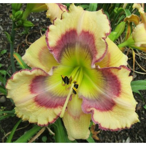 Hemerocallis Butterfly Shores - Sásliliom