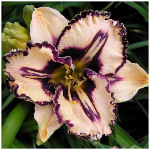 Hemerocallis Caesar Augustus - Sásliliom