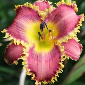 Hemerocallis Chomp - Sásliliom