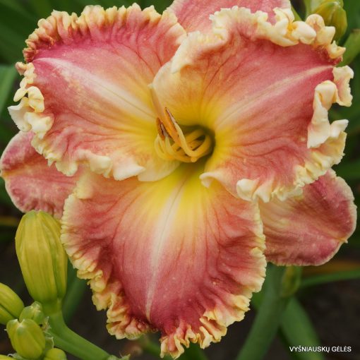 Hemerocallis Dianas Evening Gown - Sásliliom