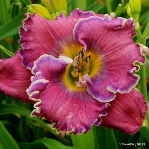 Hemerocallis Doyle Pierce - Sásliliom