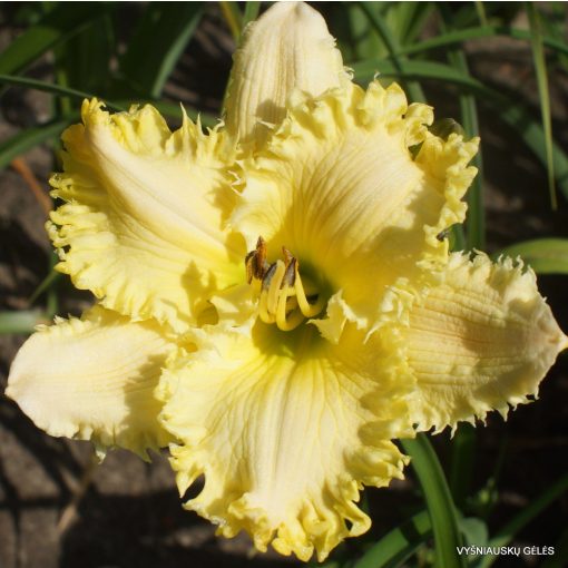 Hemerocallis Dr Celia Stump - Sásliliom