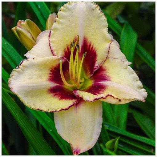 Hemerocallis Dream Legacy - Sásliliom