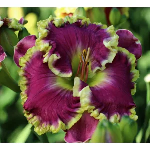 Hemerocallis Mean Joe Green - Sásliliom